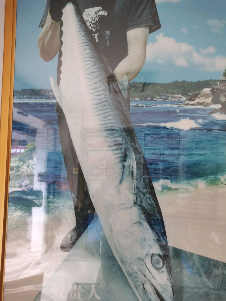鲛贵人马鲛鱼直营店
