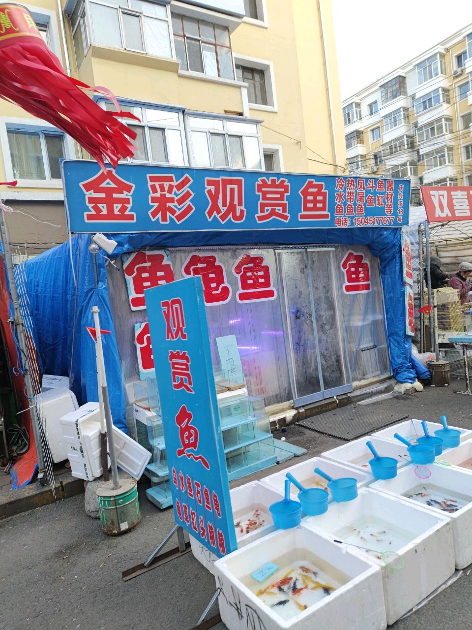 金彩观赏鱼