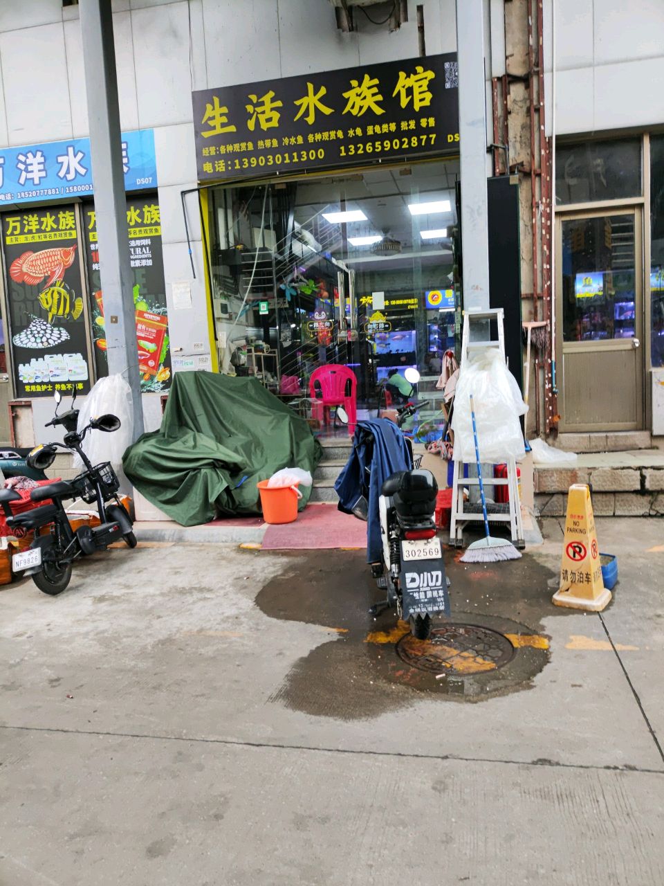 洋龙水族