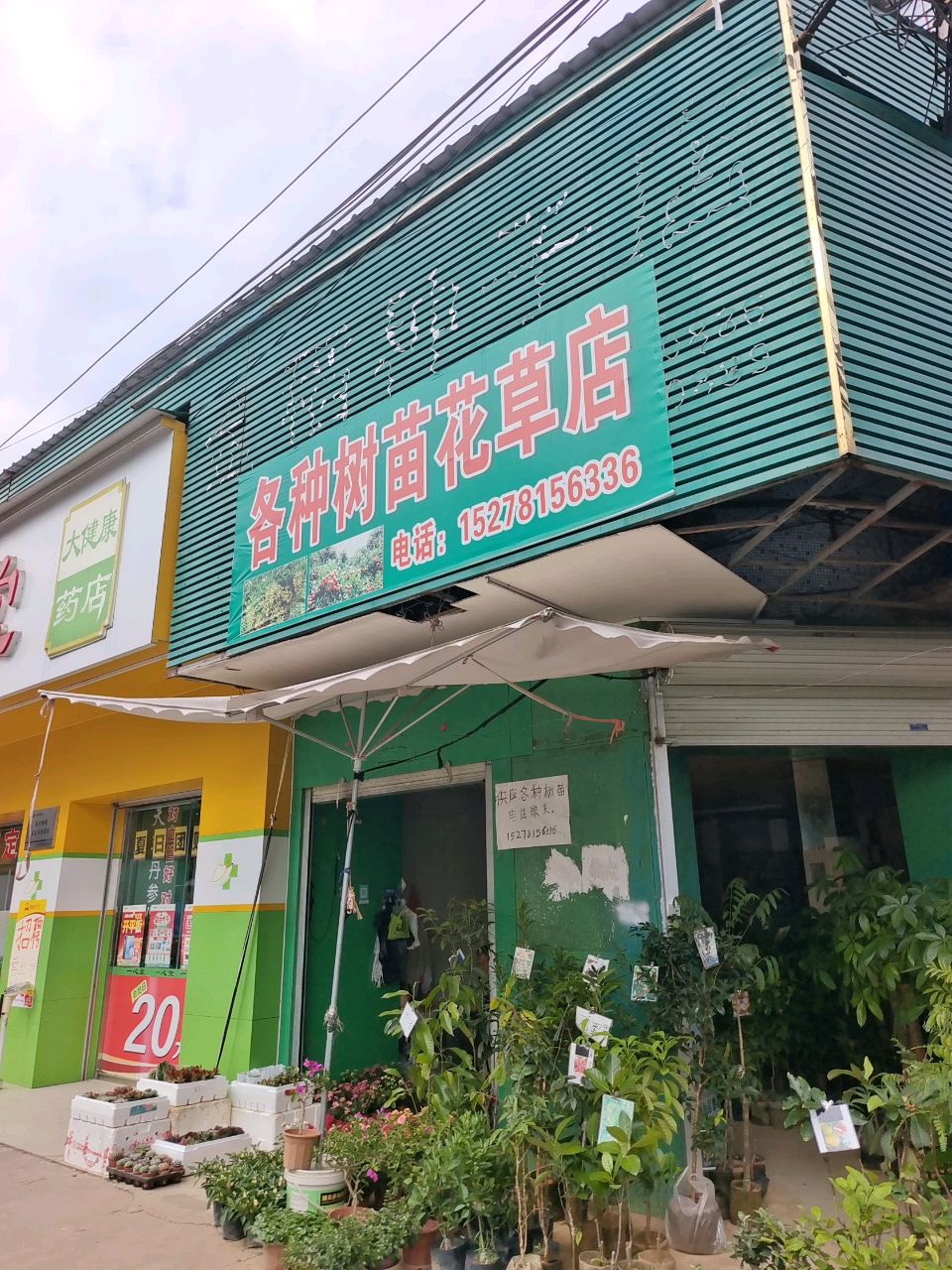 各种树苗花草店