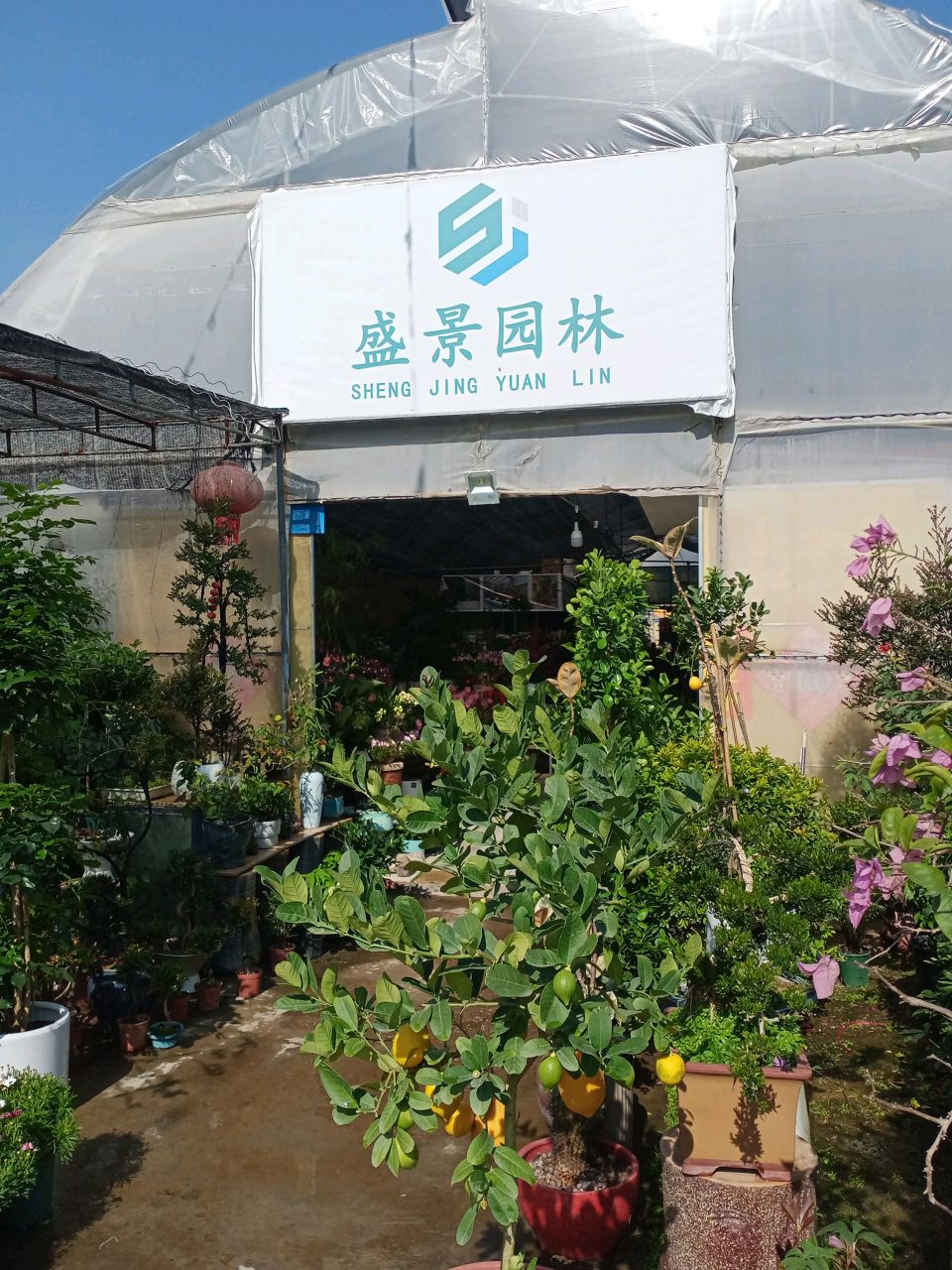 盛景花卉(格馨花卉世界店)