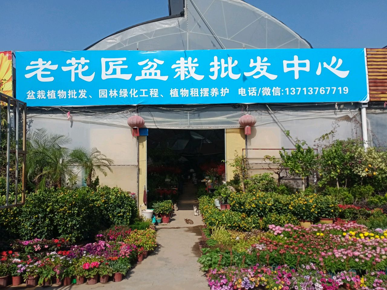 老花匠盆栽批发中心
