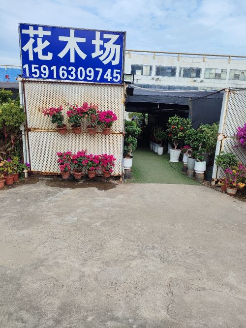 绿景花木场