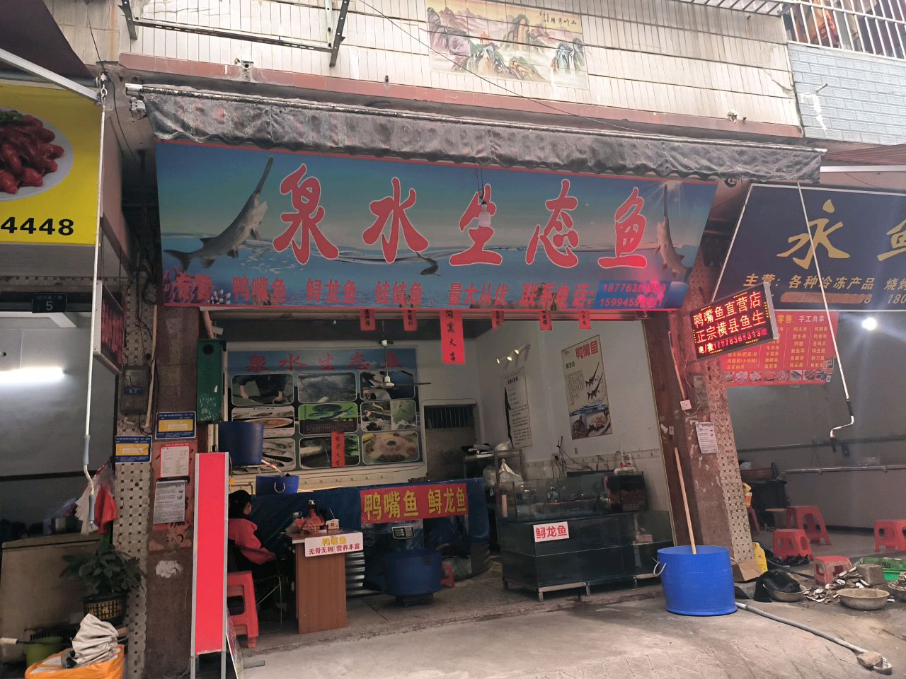 泉水生态鱼
