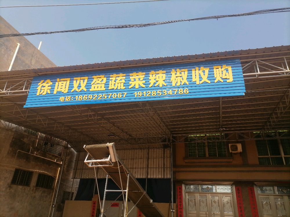 徐闻双盈蔬菜辣椒收购