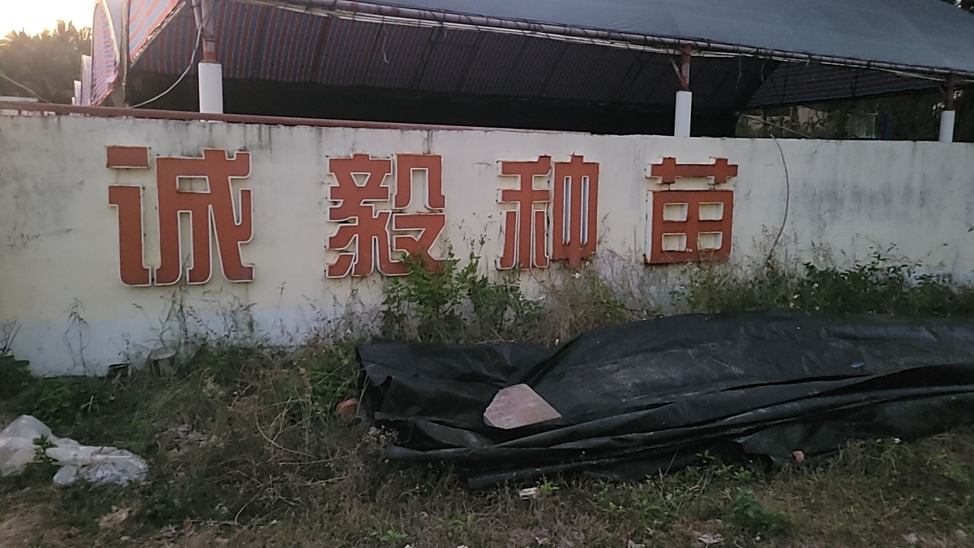 诚毅种苗