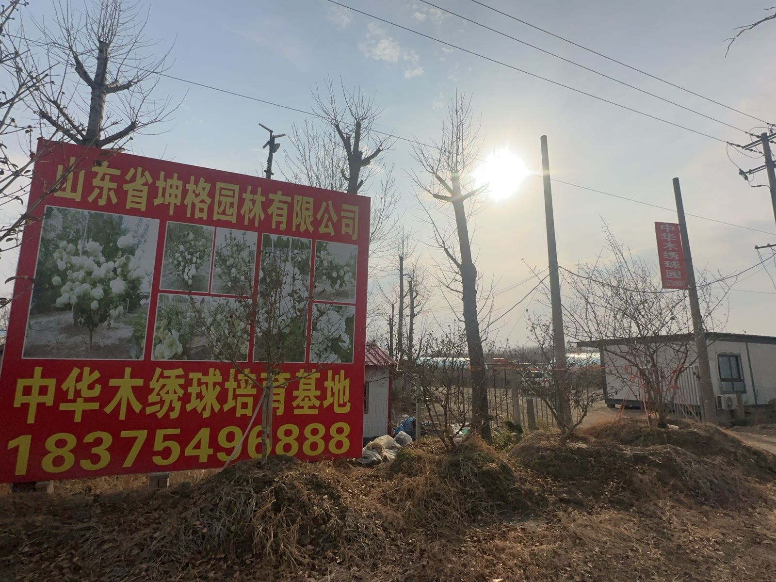 坤格木绣球斗球园
