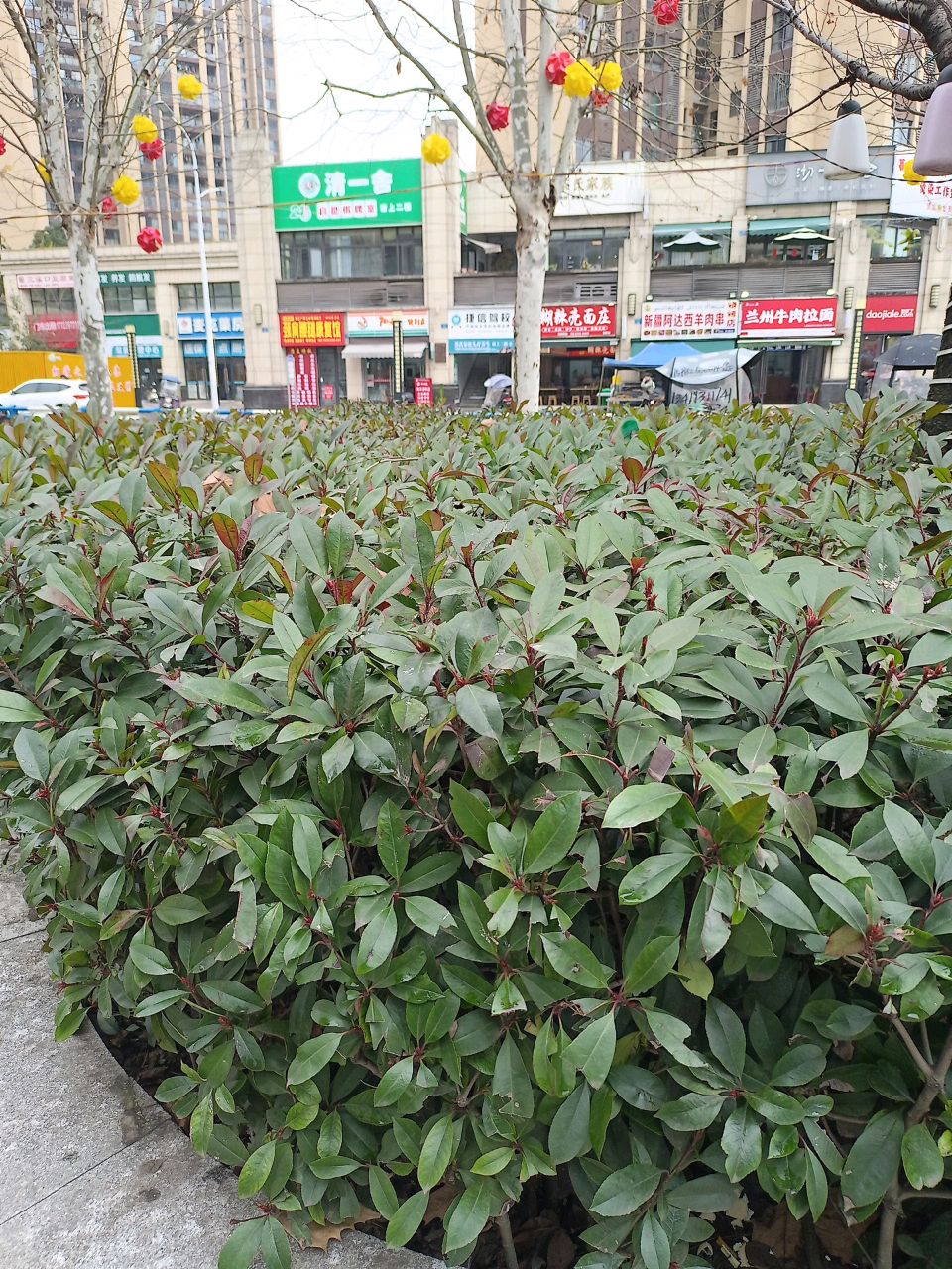 清真兰州牛肉拉面