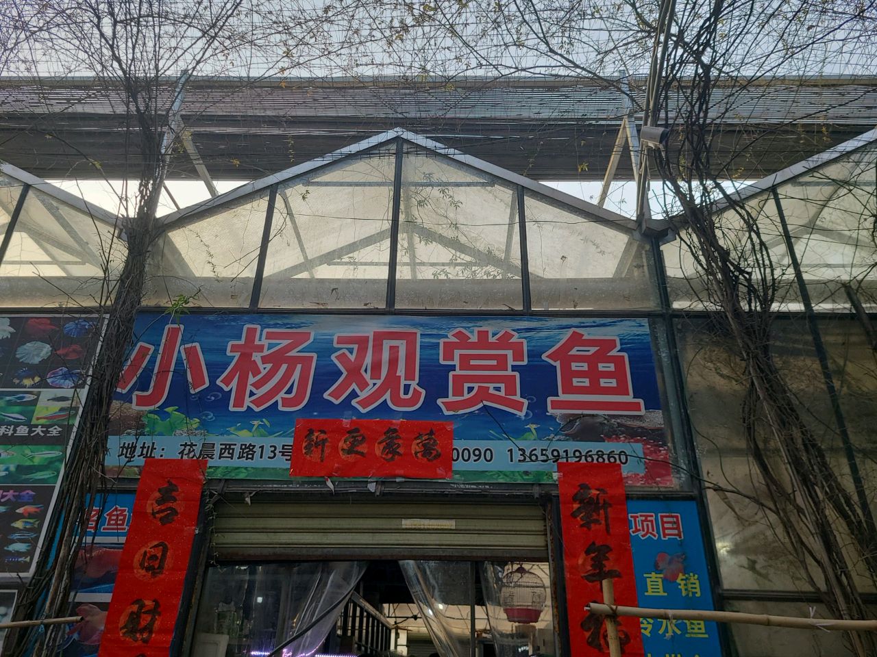 小杨观赏鱼