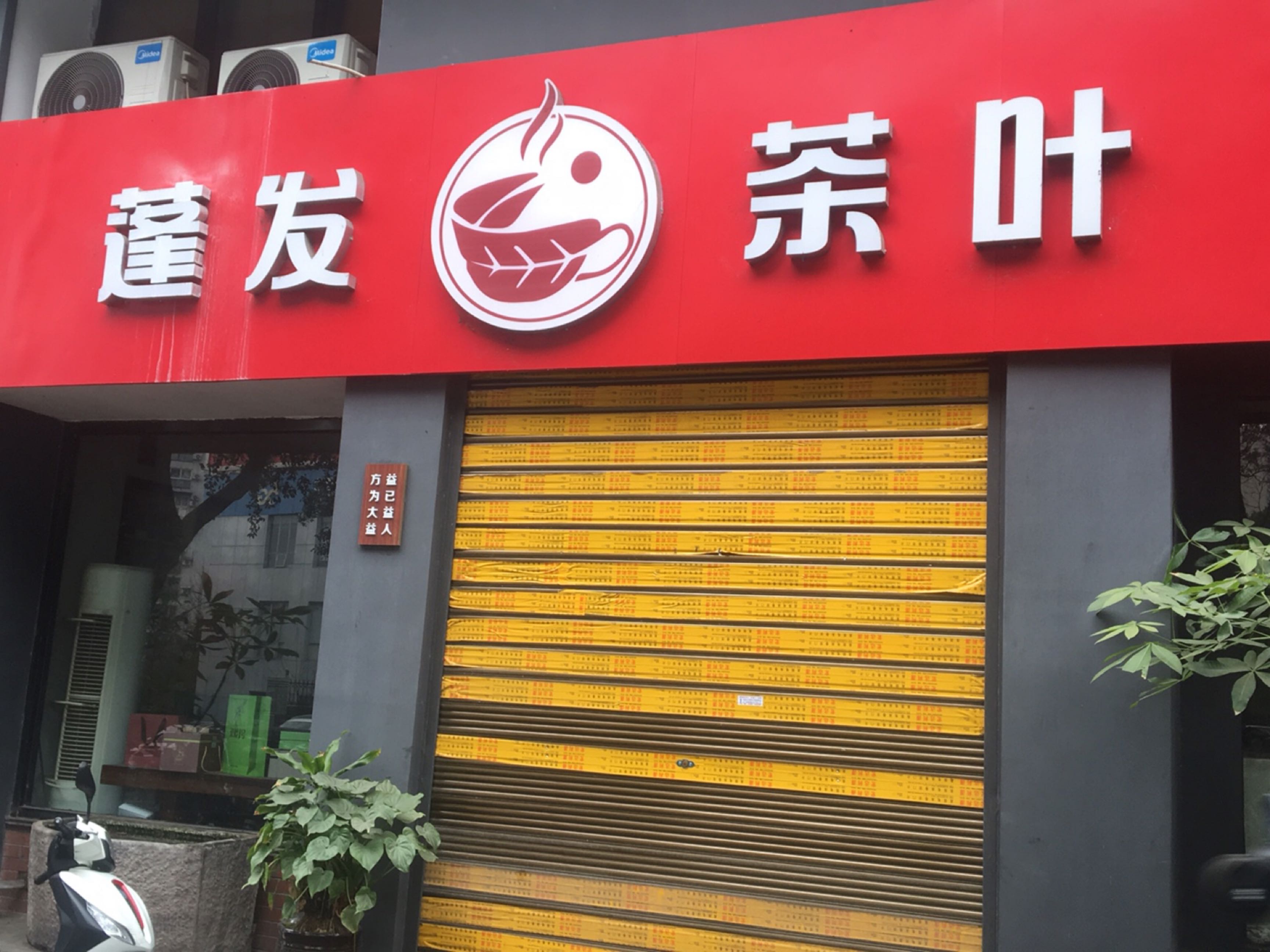 蓬发茶叶