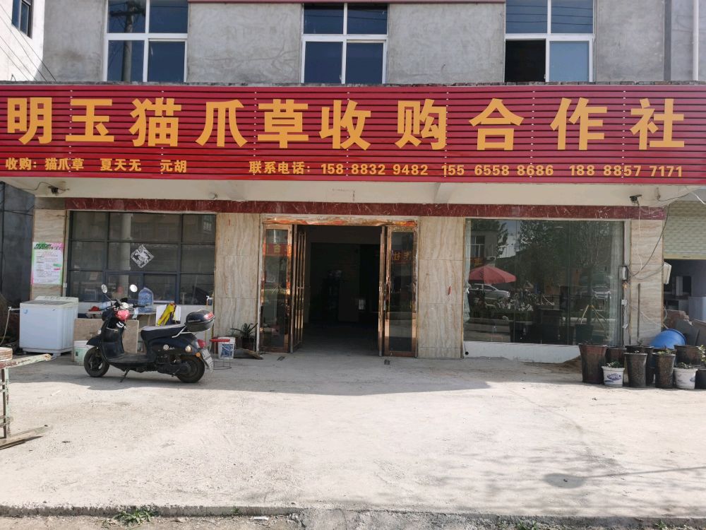 明玉猫爪草收购合作社
