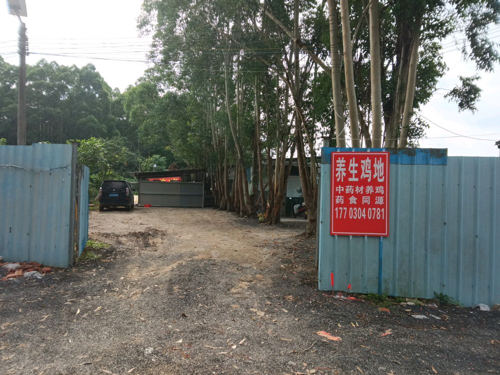 养生鸡地