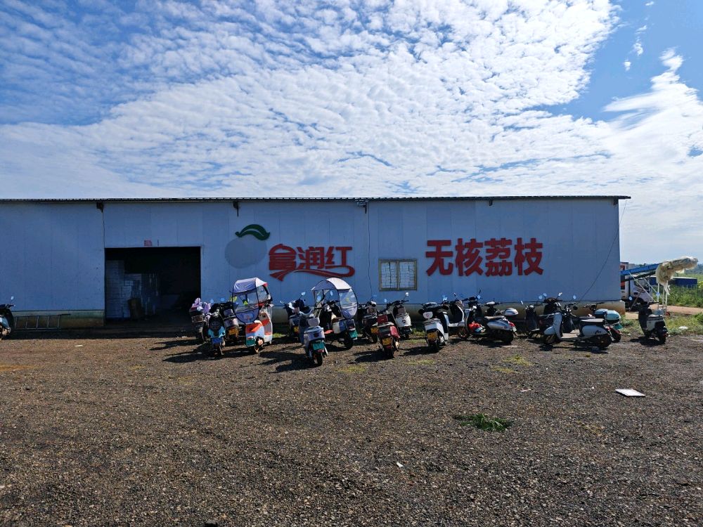 富润红无核荔枝基地