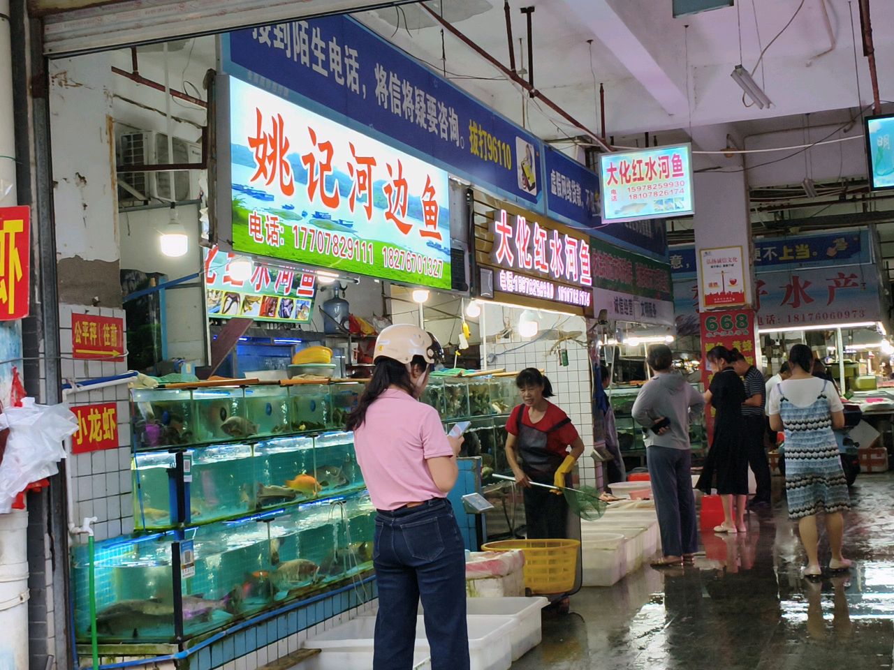 大化红水河鱼