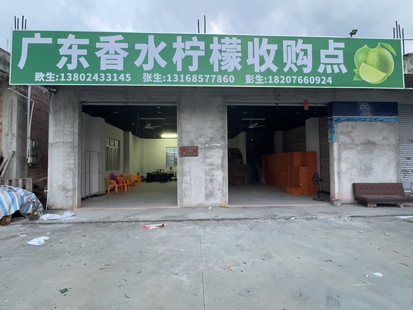 广东香水柠檬收购点