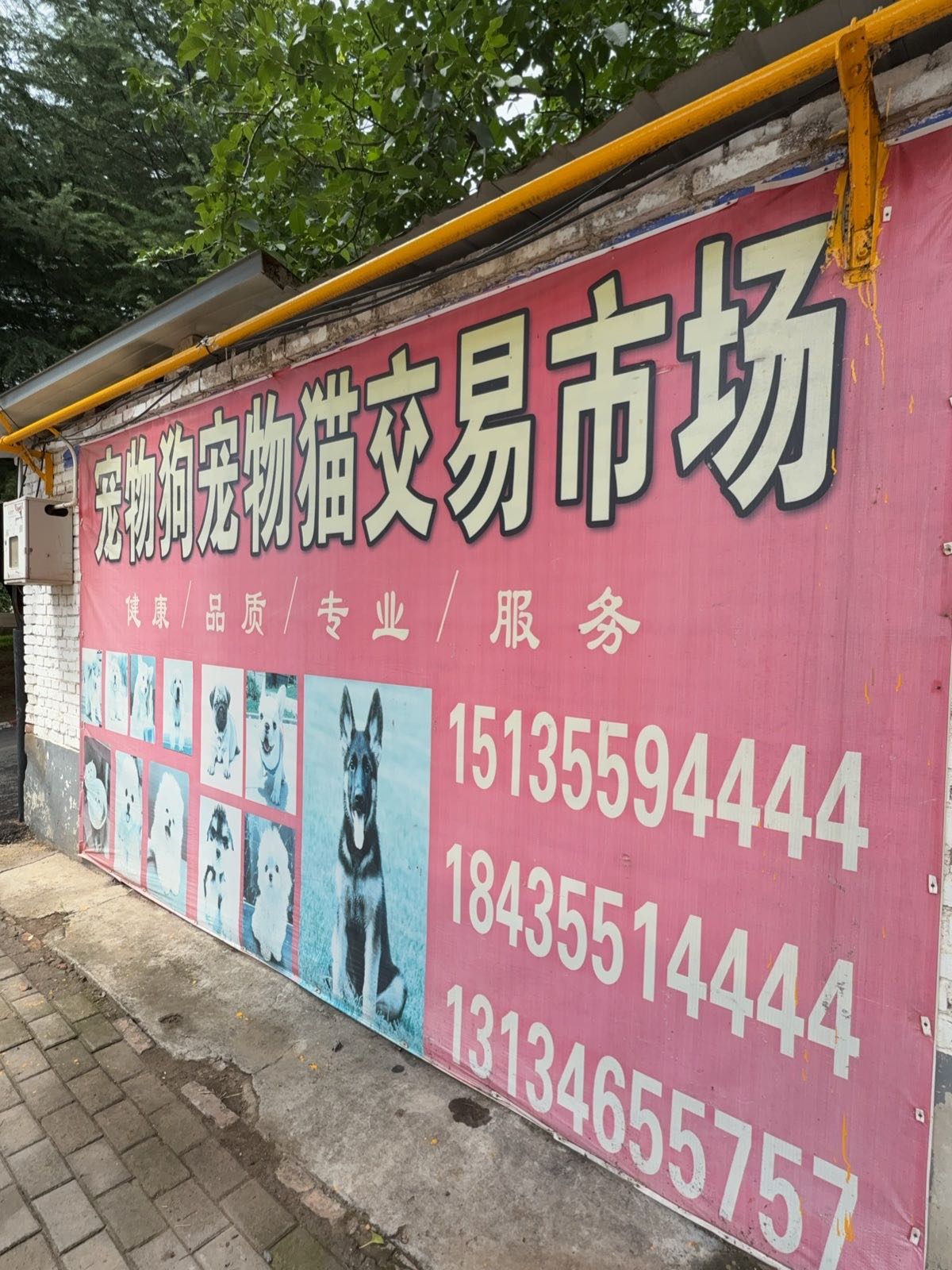 长治宠物市场