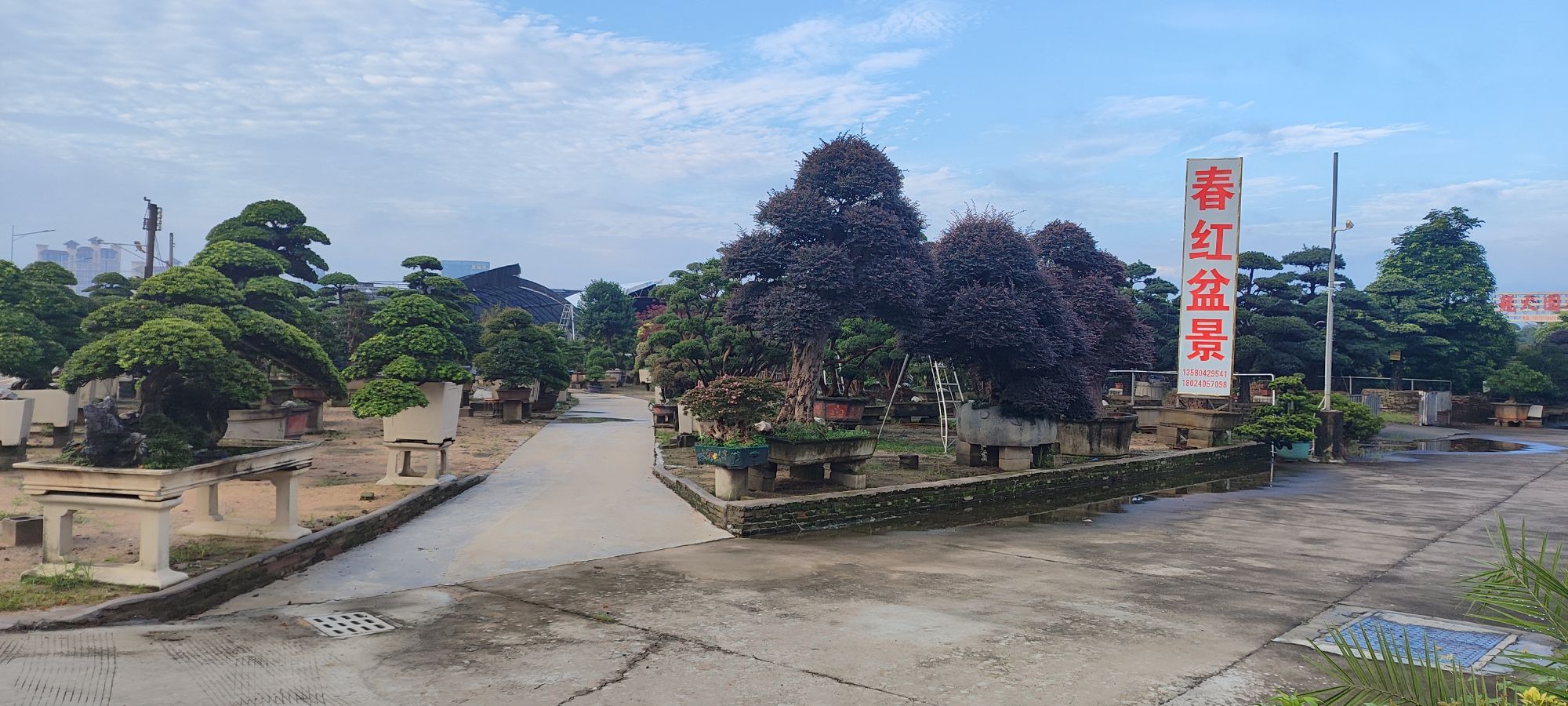 佛山市顺德区陈村镇花卉世界卉邻路41号春红盆景