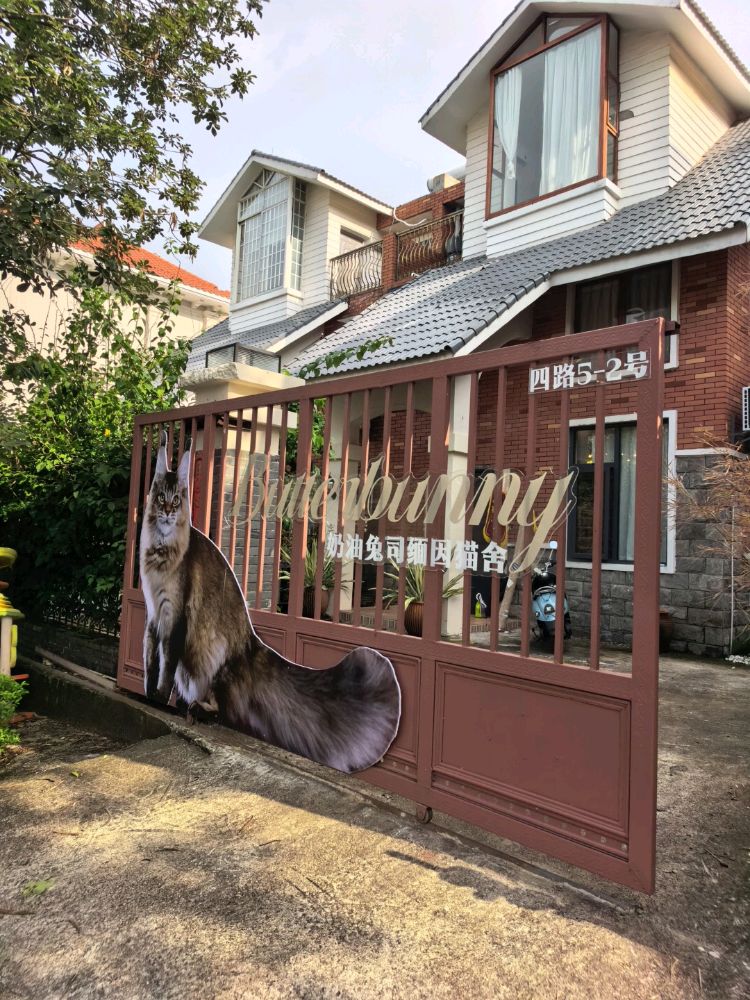 奶油兔司缅因猫舍