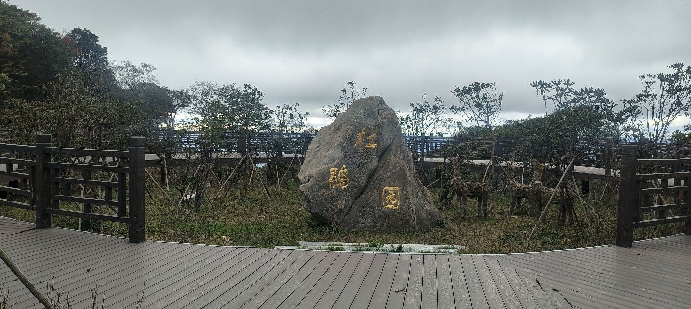 高山杜鹃专类二