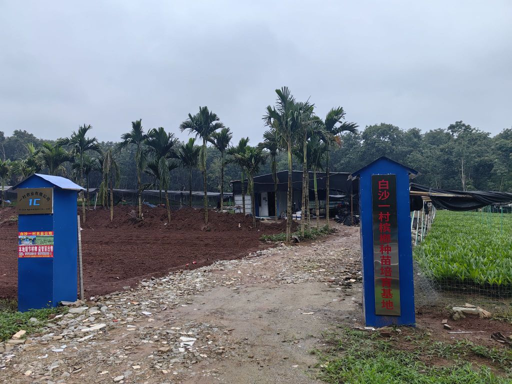 白沙一村槟榔种苗培育基地