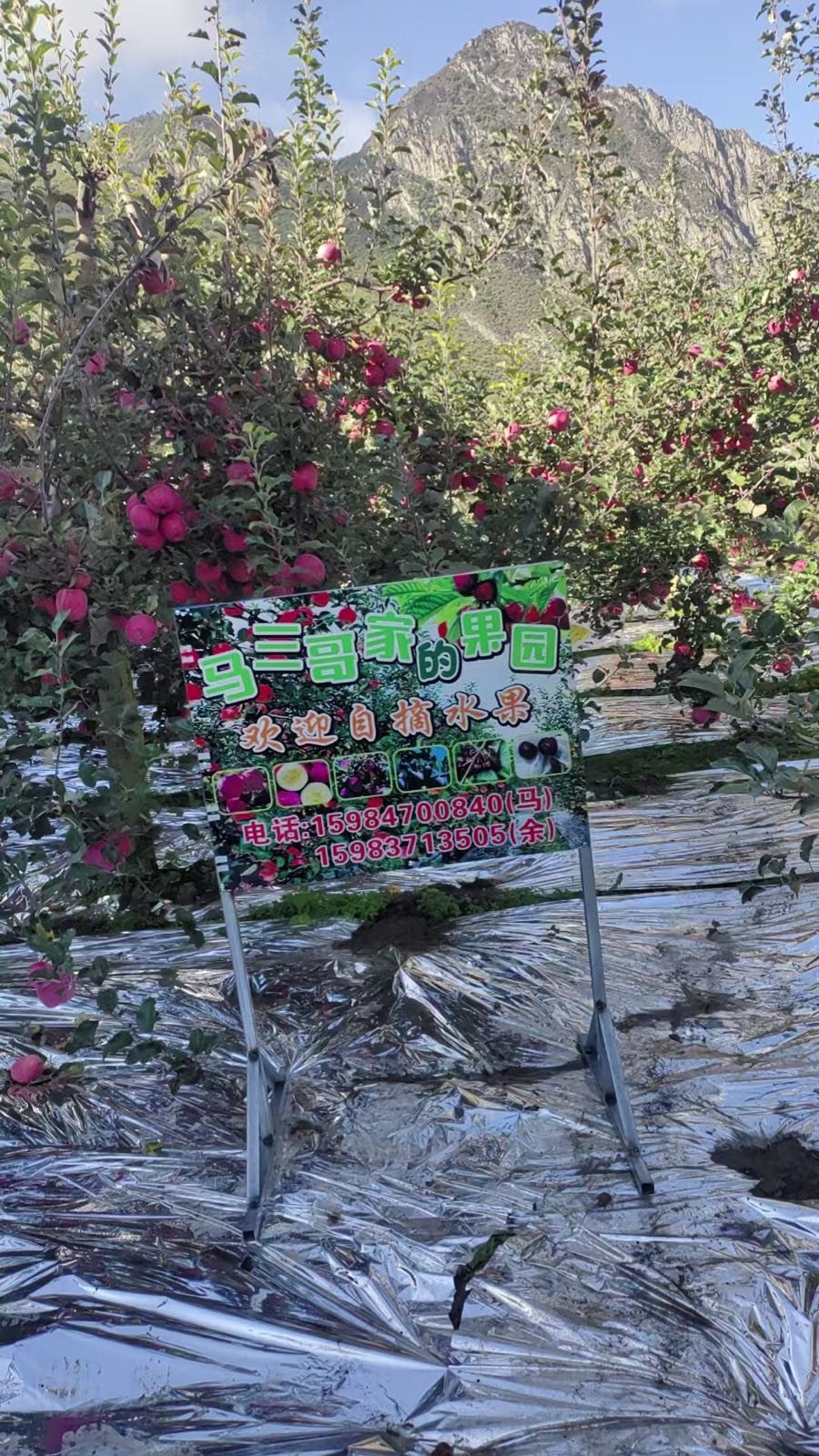 马三哥家的果园