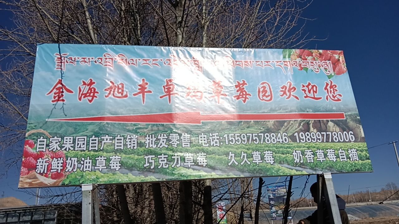 金海旭风卓玛草莓园