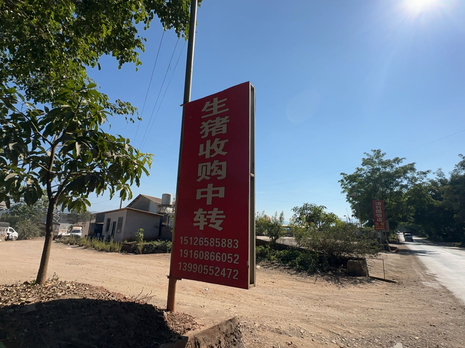 何大伟生猪收购中转