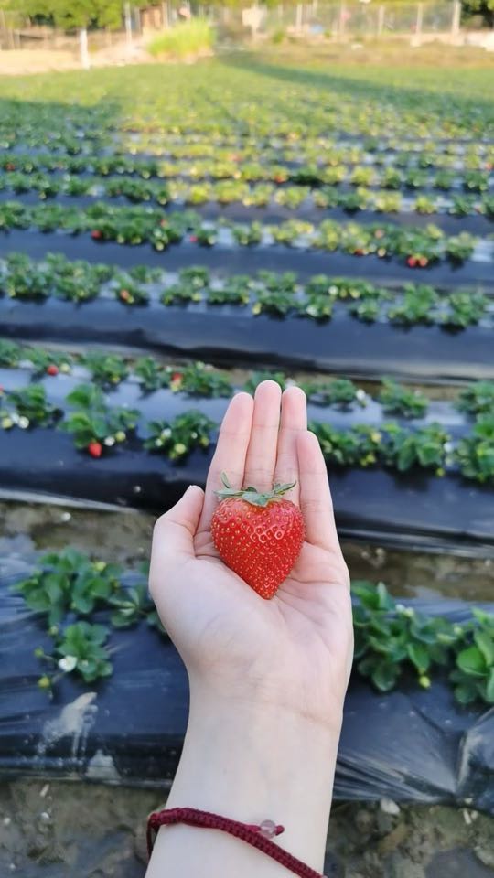 老杨自选牛奶草莓园