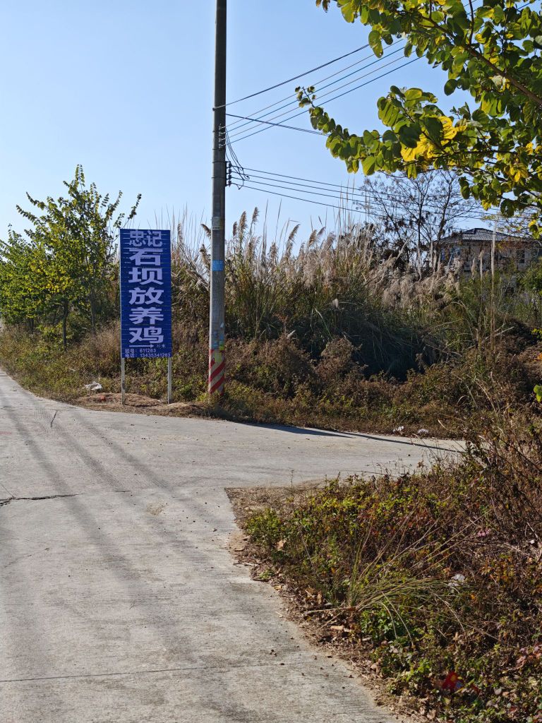 忠记石坝放养鸡