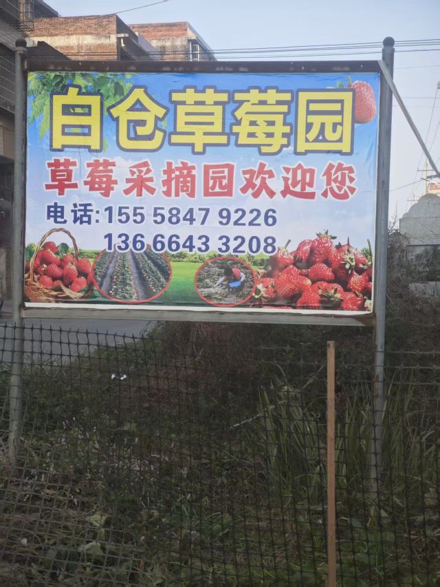 白仓草莓园