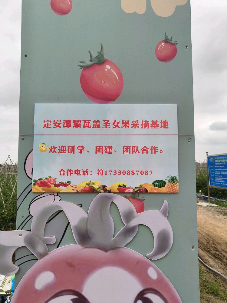 定安瓦盖圣女果采摘园