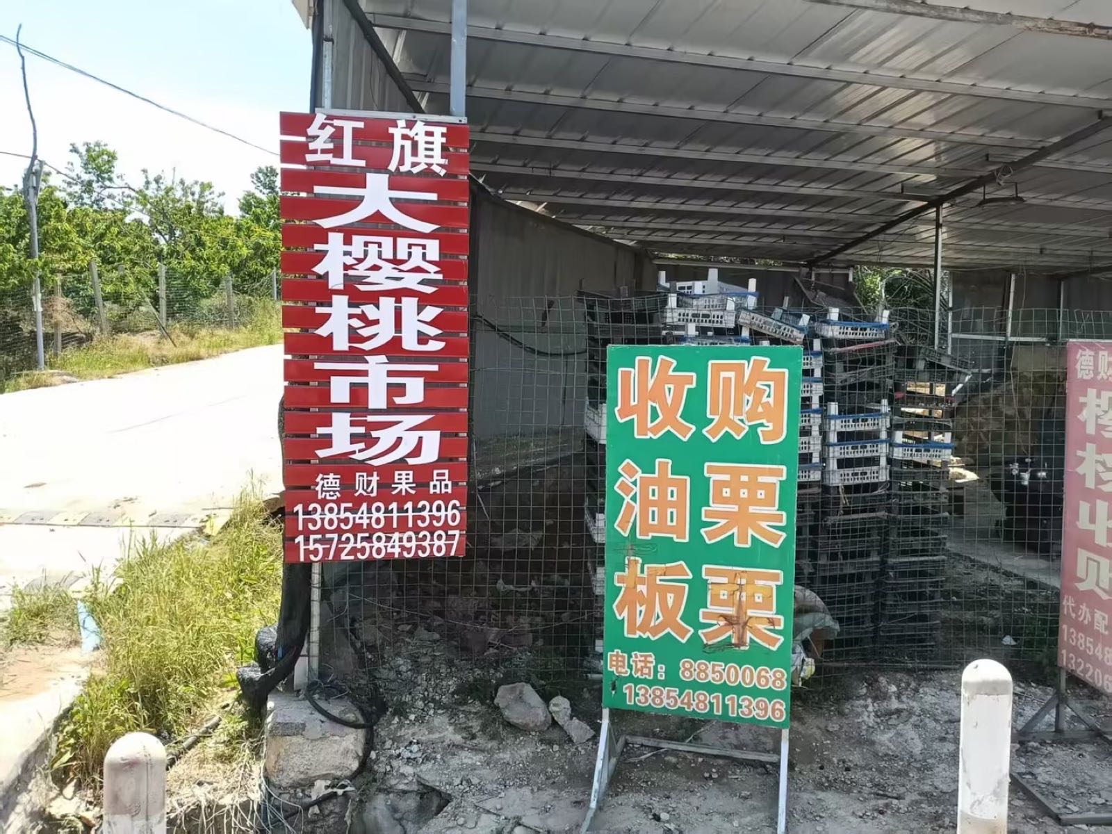 红旗大樱桃市场(德财果品板栗收购)