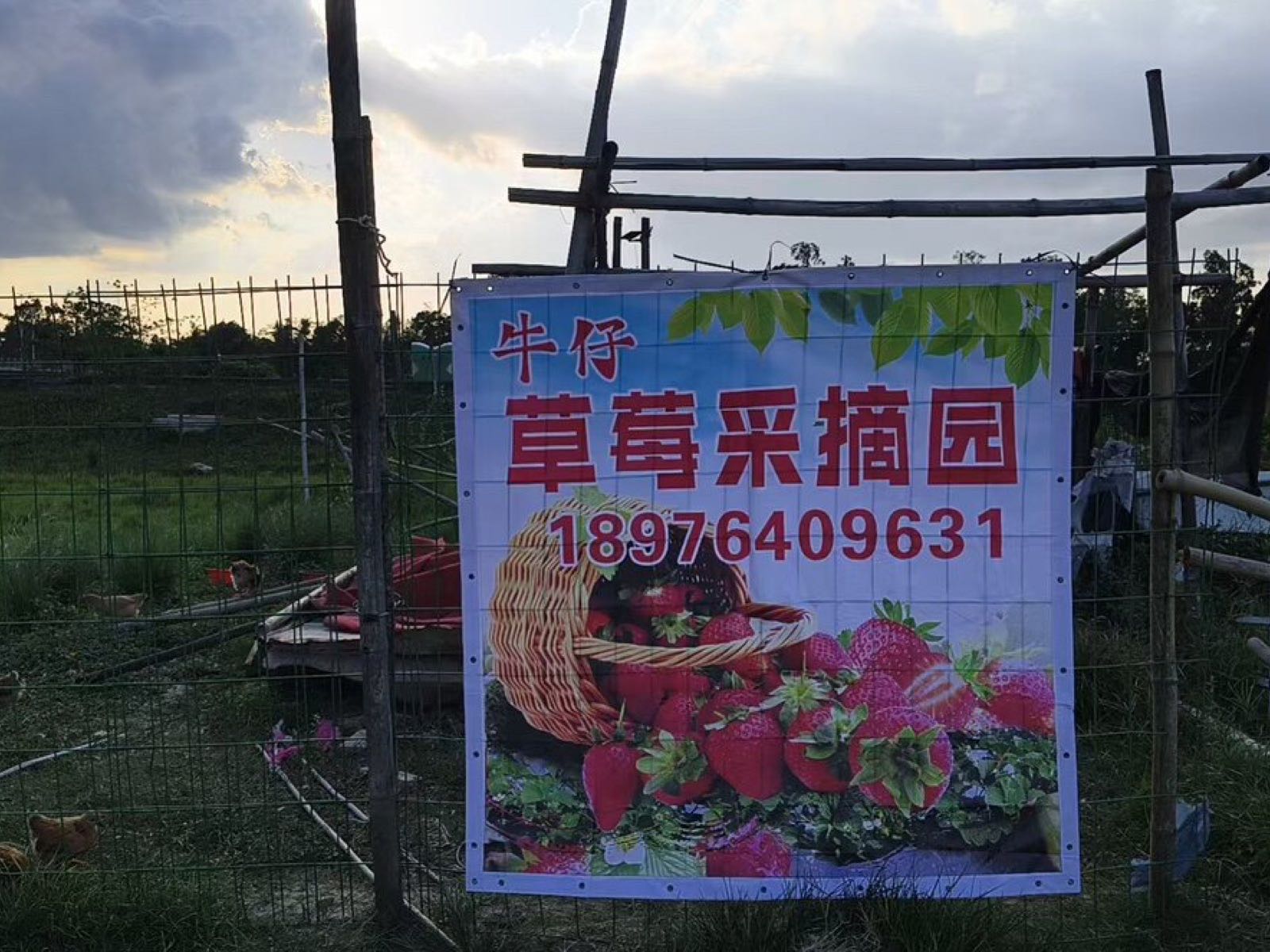 牛仔草莓采摘园