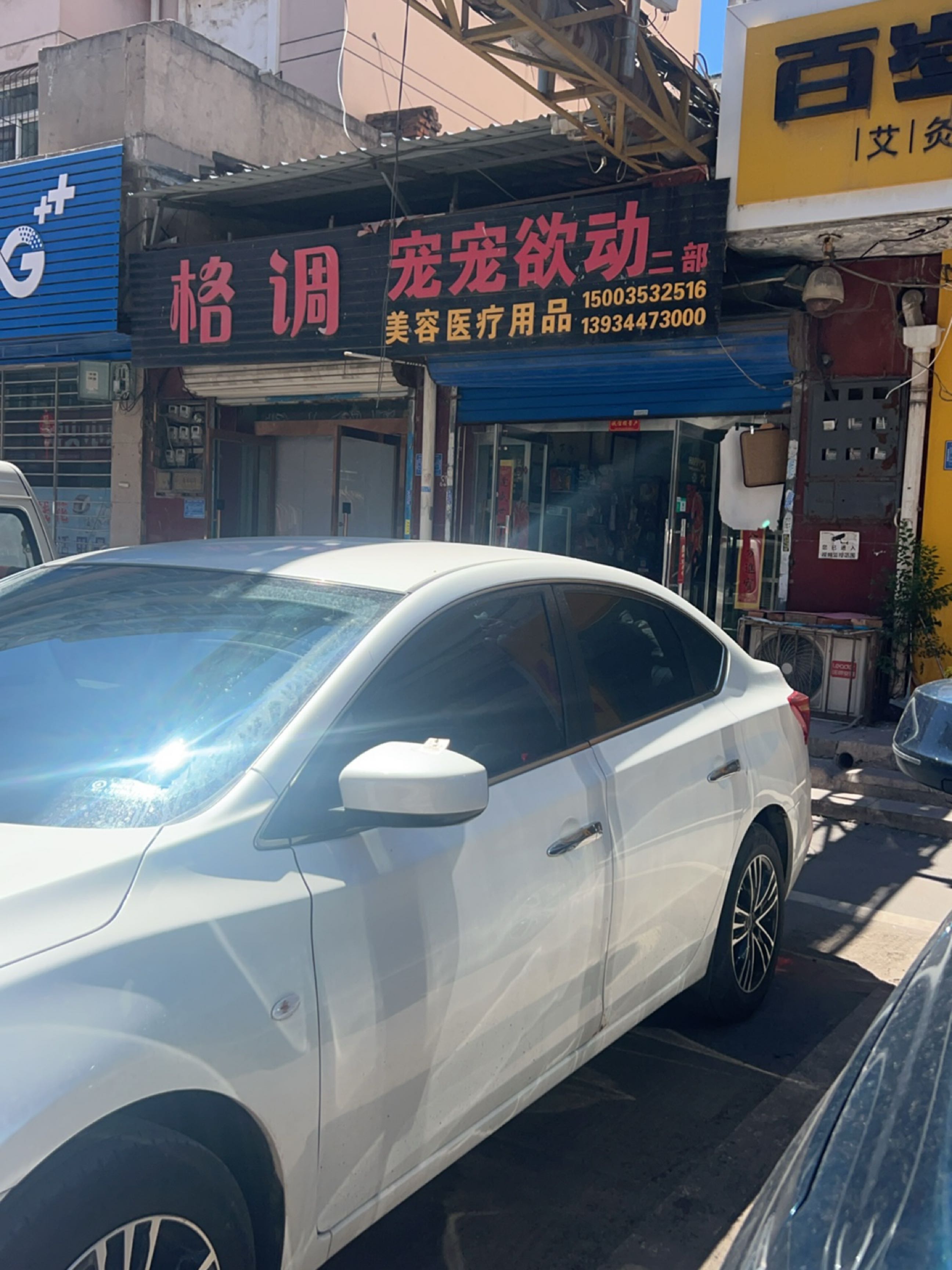 宠宠欲动