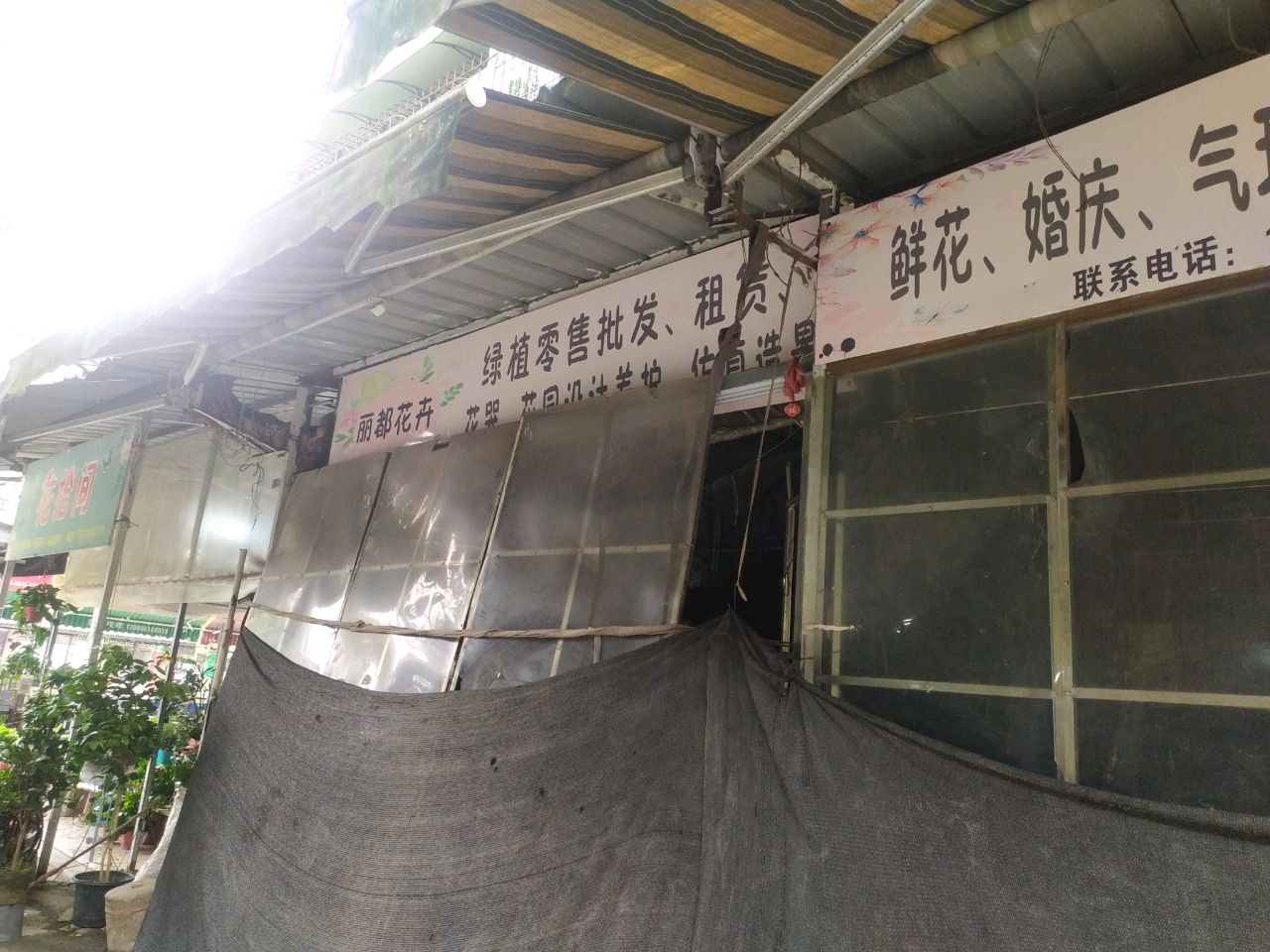 丽都花卉