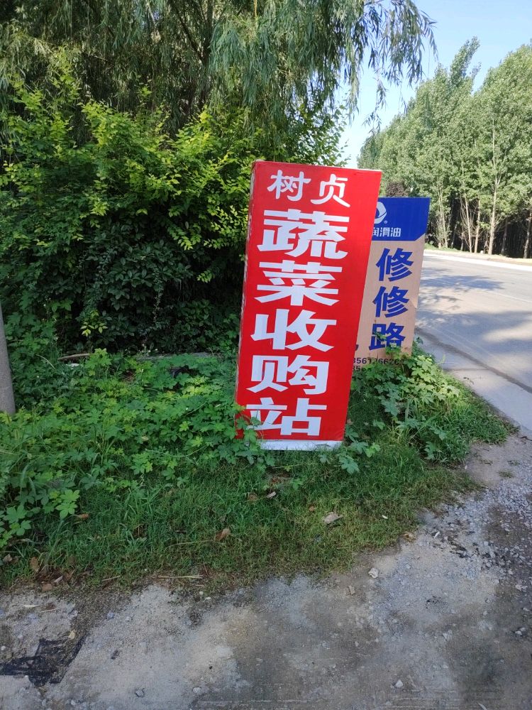 树贞蔬菜收购站
