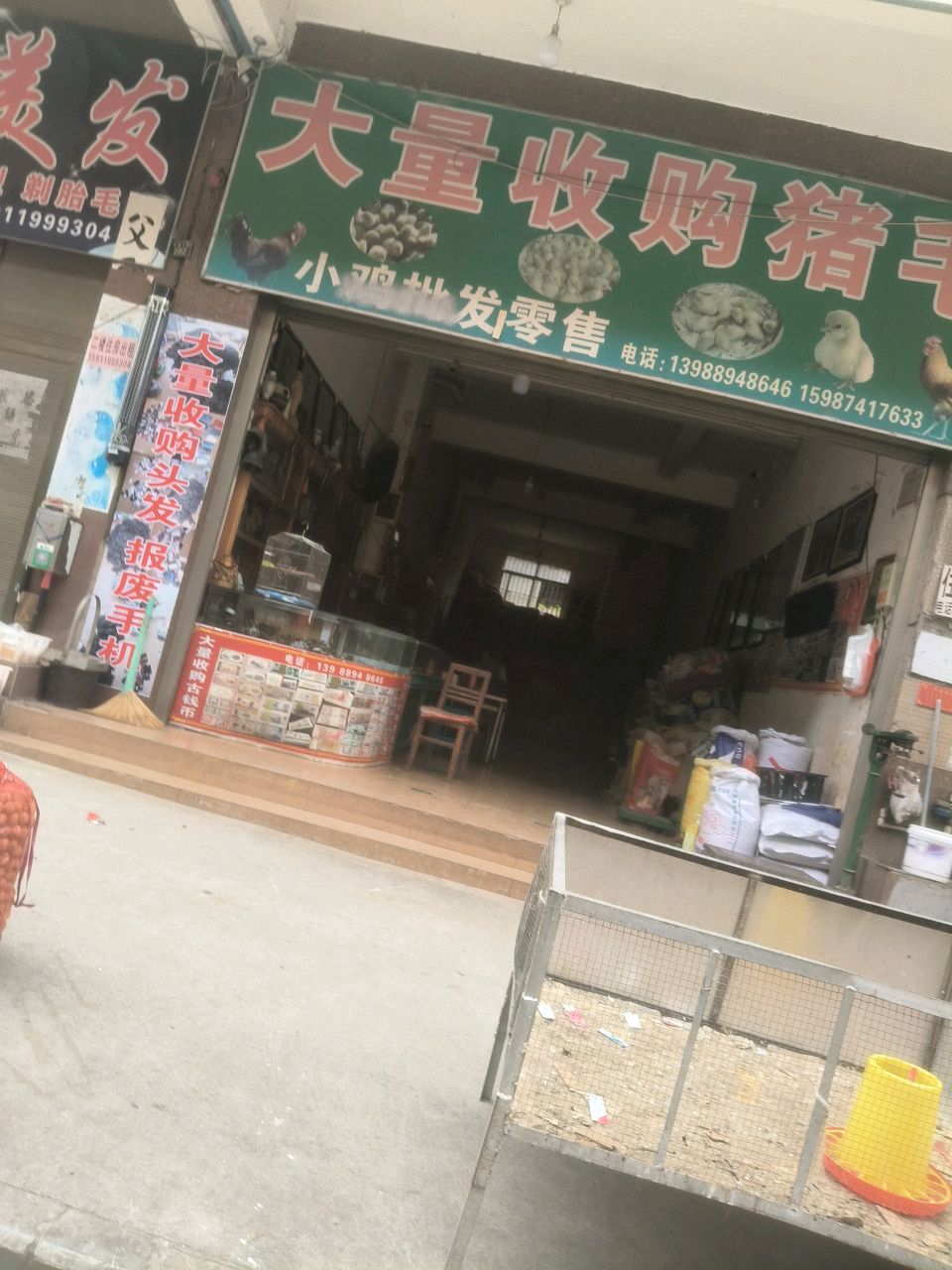 大量收购猪毛