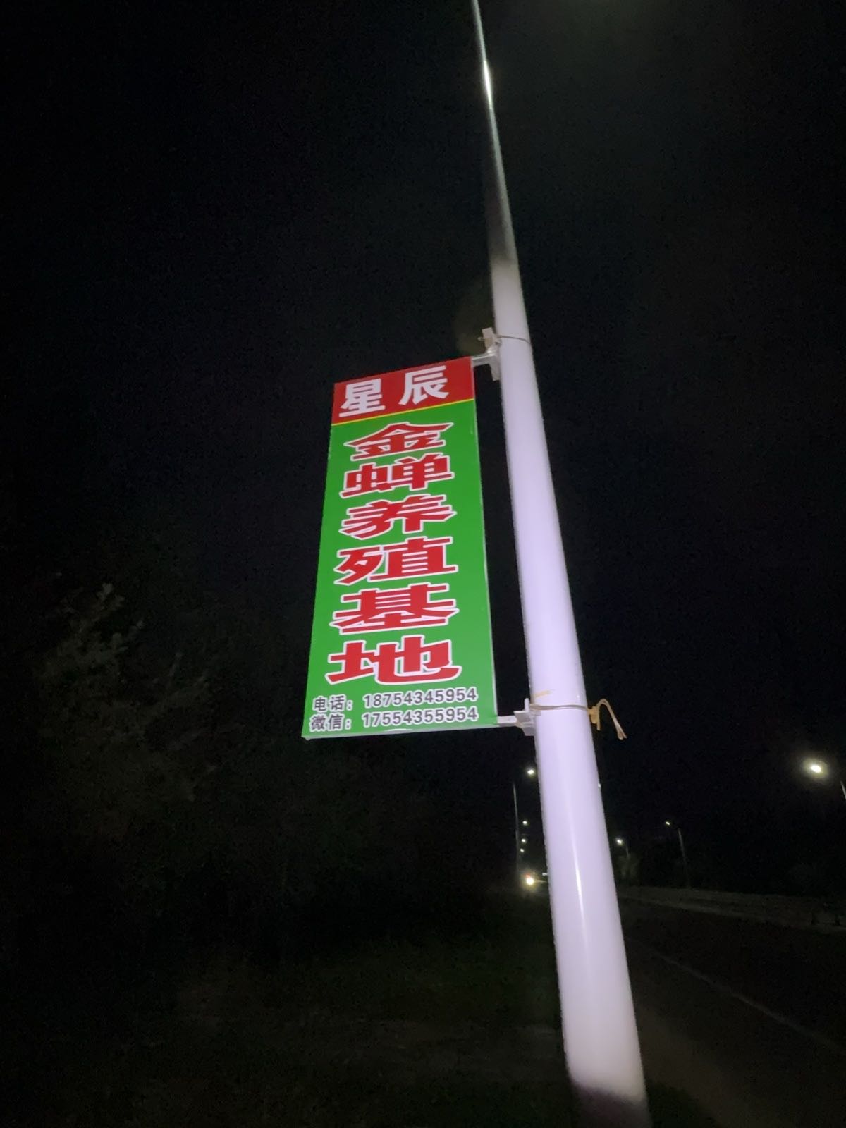 星辰金蝉养殖基地
