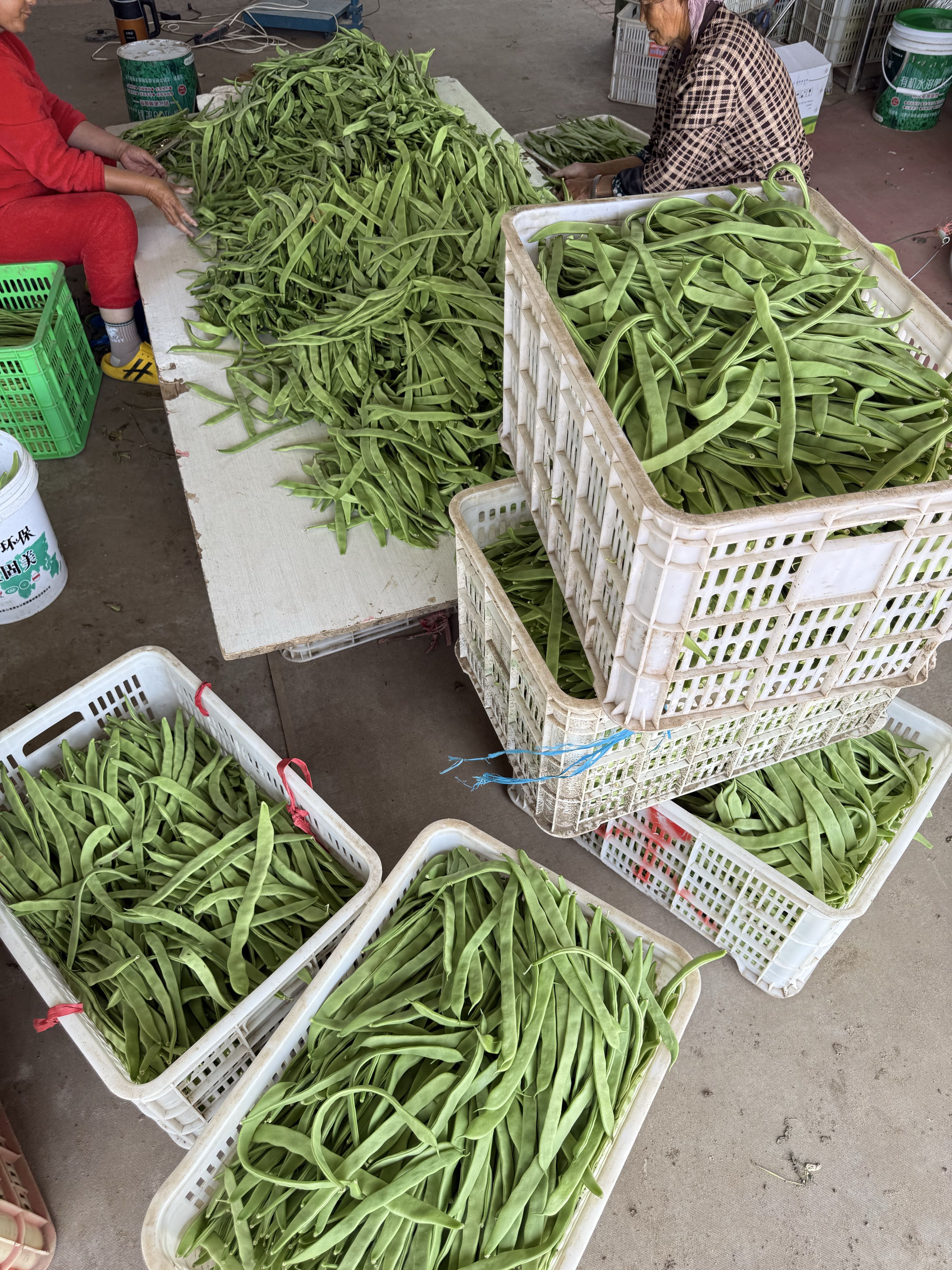 荣荣豆角收购点
