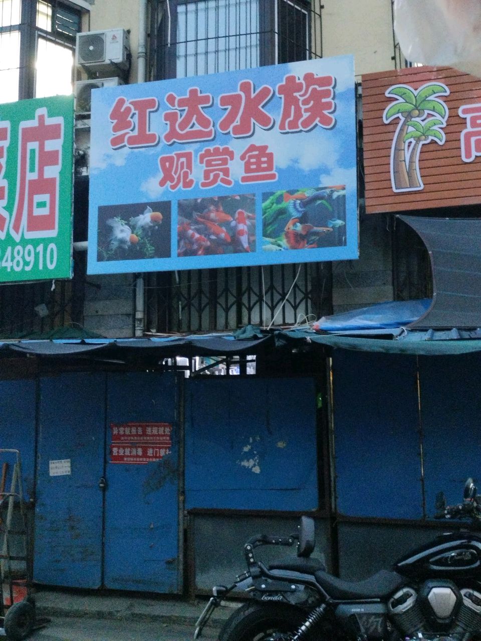 红达水族观赏鱼