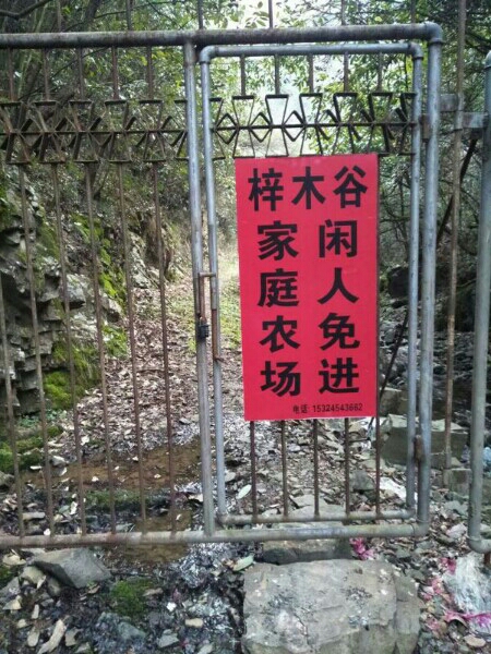 黄山梓木谷茶叶种植家庭农场