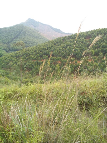 广东省茂名市高州市