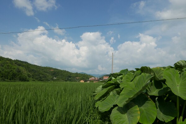 龙岩市连城县