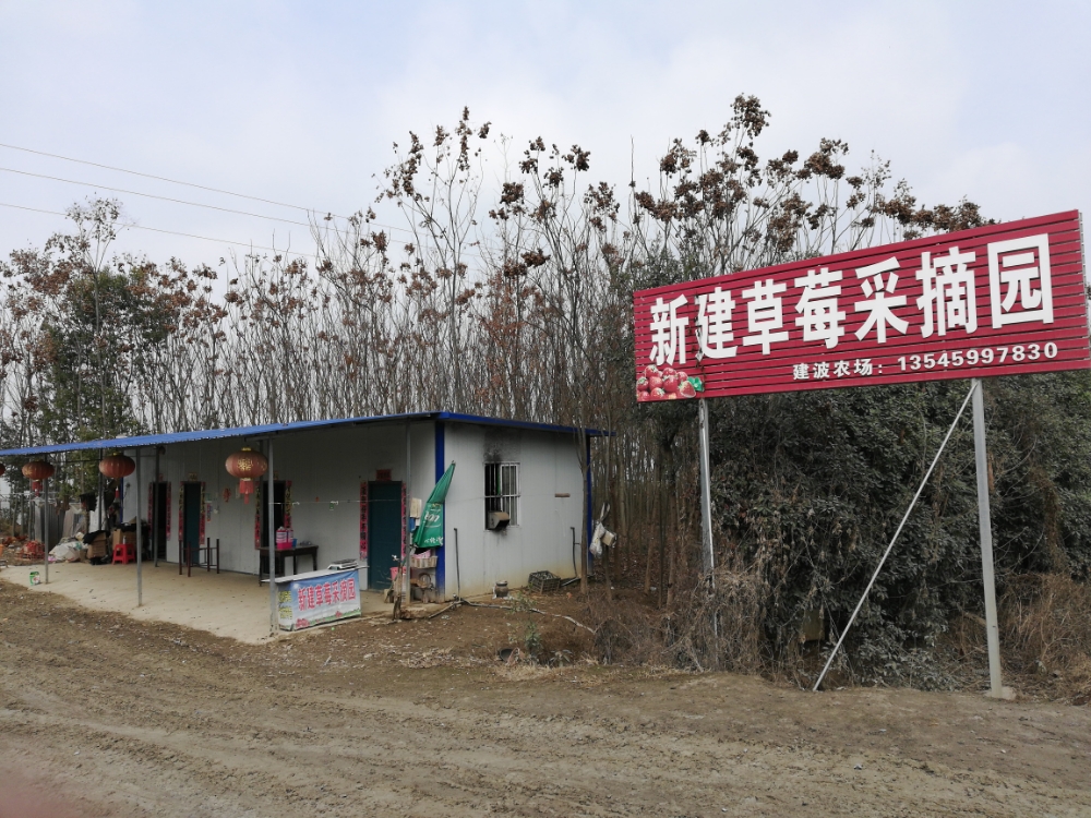 新建草莓采摘园