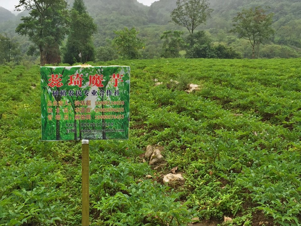 大丰县星宿乡蕊琦魔芋种植农民专业合作社