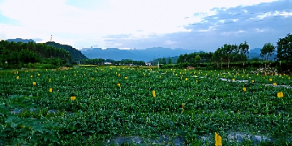 广东省清远市阳山县七拱镇三所村元江岭