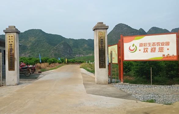 广西壮族自治区南宁市武鸣区锣圩镇淝阳村