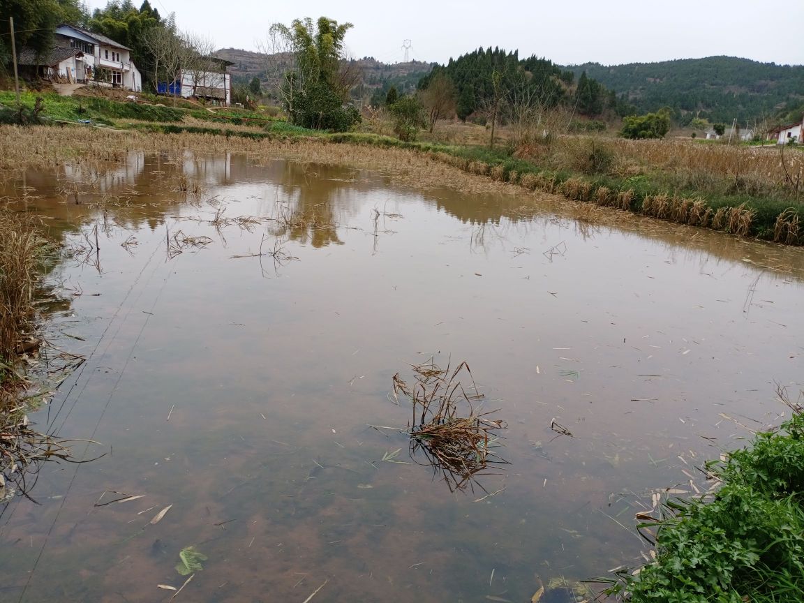 南充市顺庆区