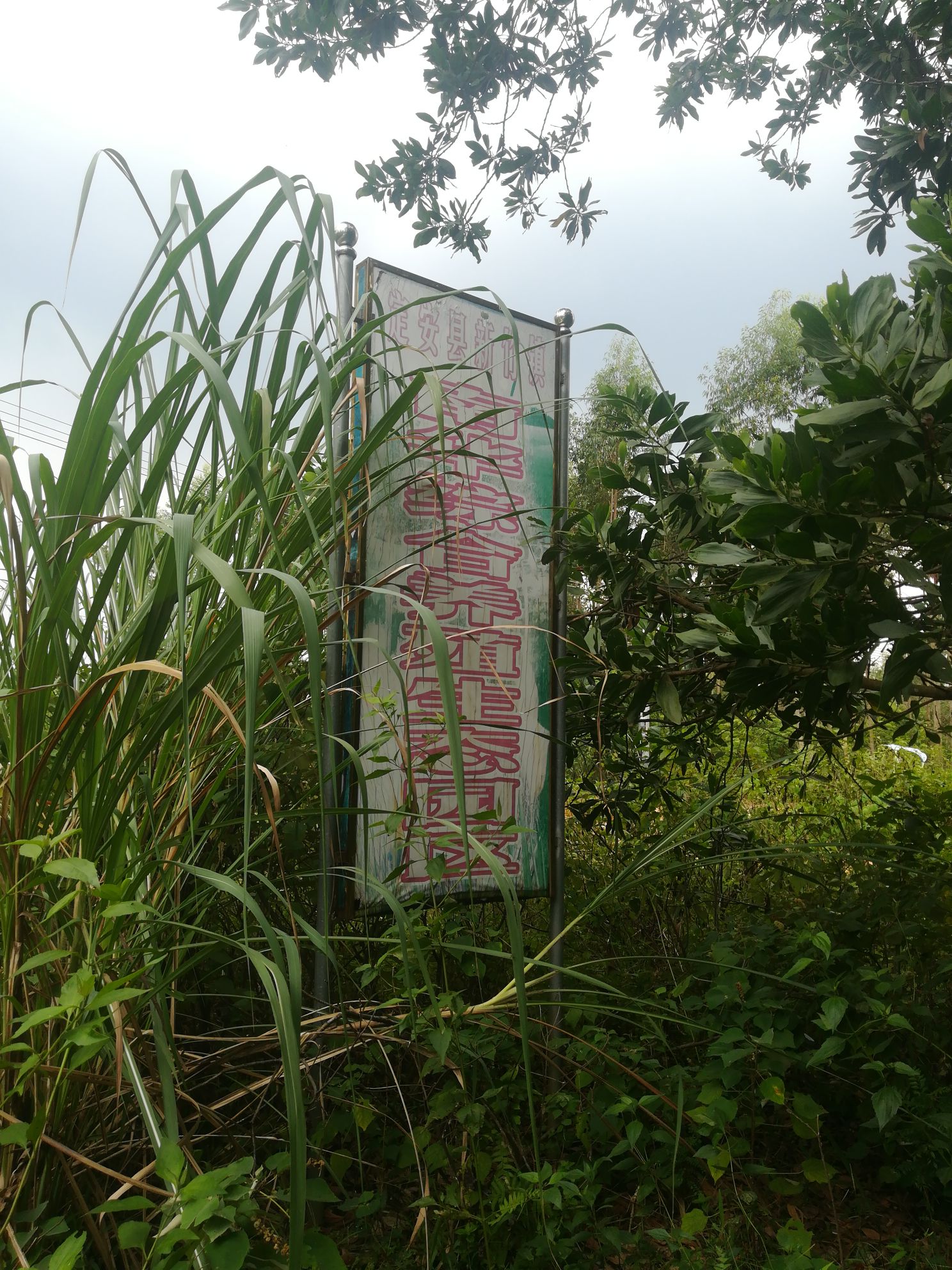 定安新竹南华综合养殖专业园区