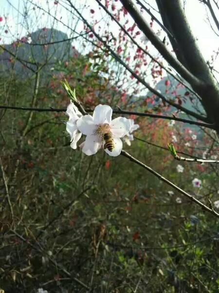 广西壮族自治区桂林市临桂区雄森熊虎山庄兴盛爱地社区(滨水路)